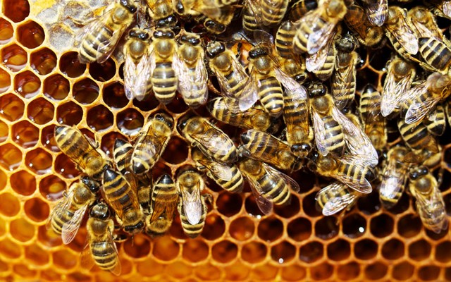 Ημαθία: Από 1η Σεπτεμβρίου οι υποχρεωτικές δηλώσεις κατεχόμενων κυψελών