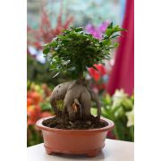 Bonsai small