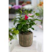 dipladenia